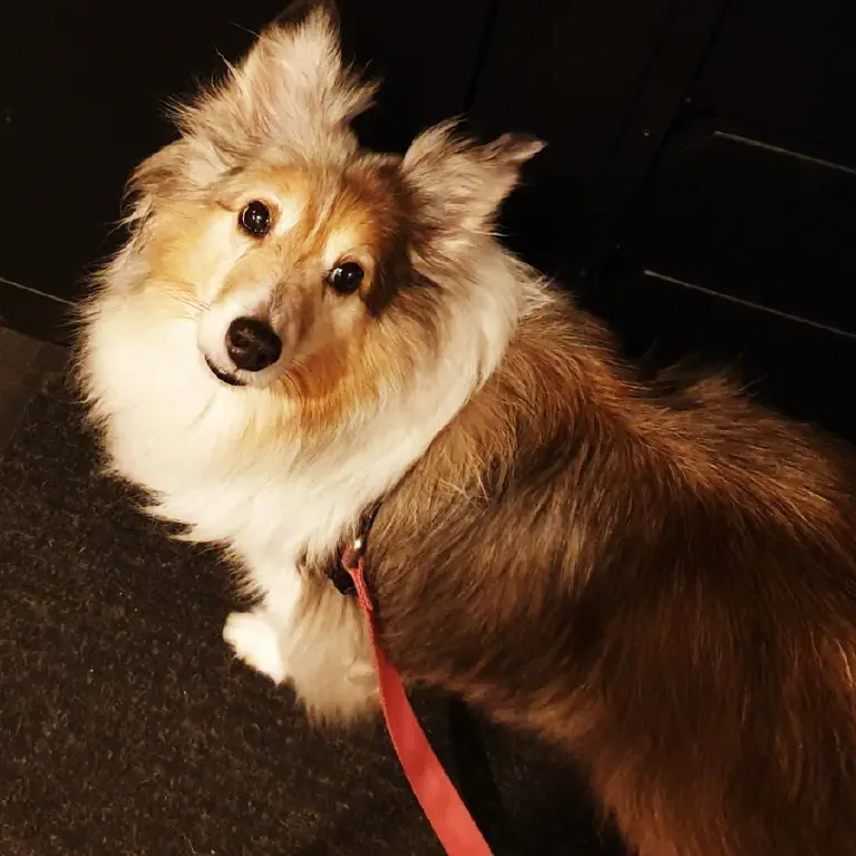 Sheltie dog looking at camera