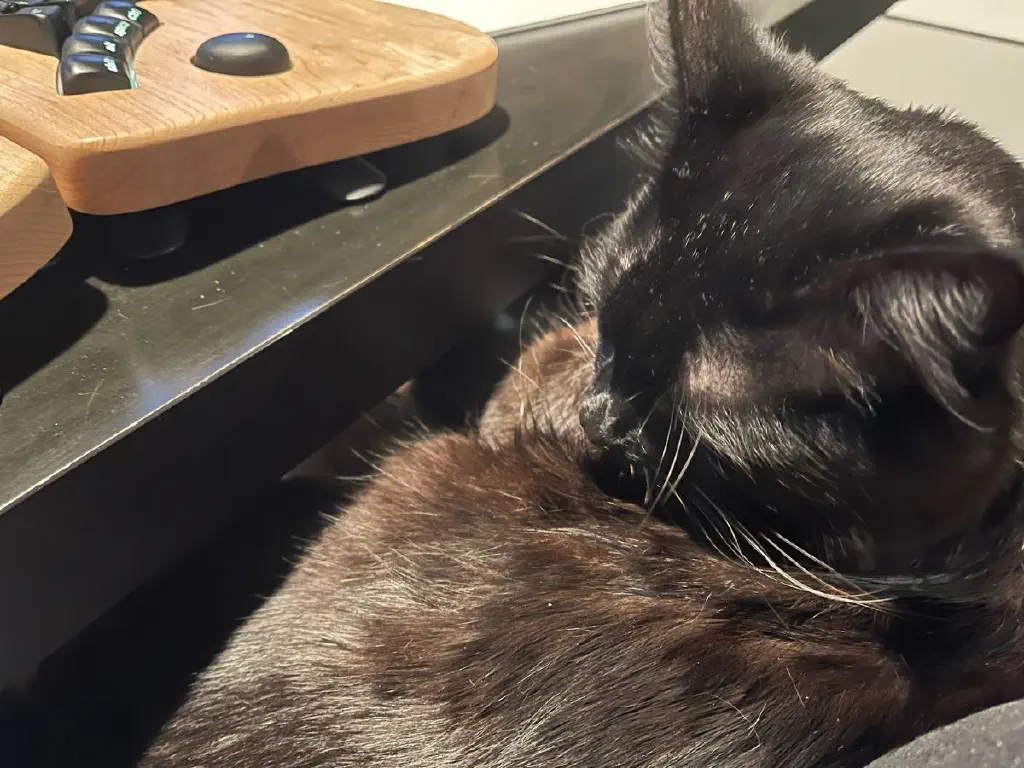 Black cat comfortably nestled on lap seated in front of desk and keyboard.