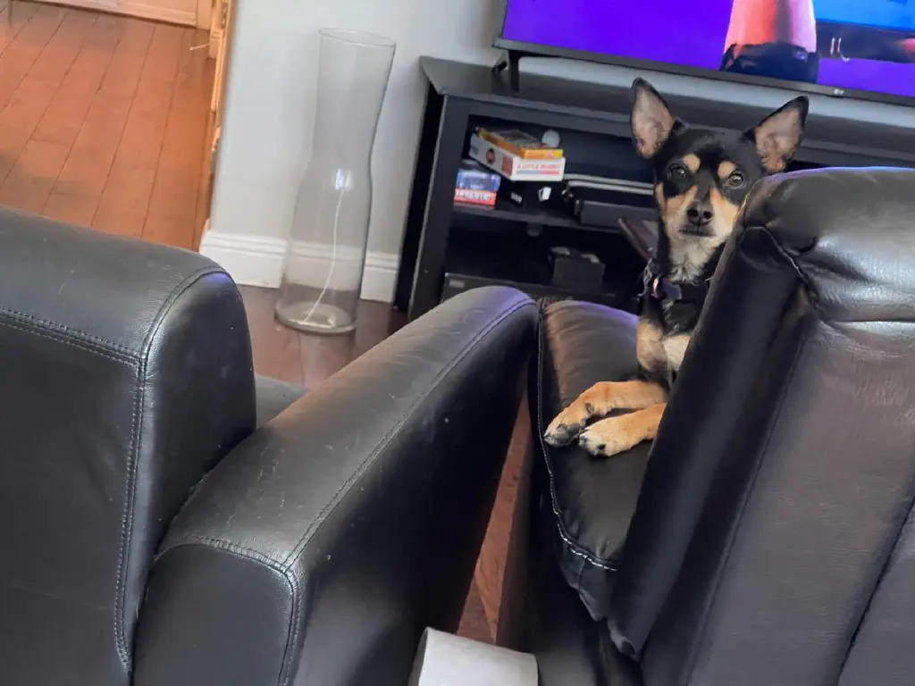 A black chihuahua mix dog looks back at you from a couch that’s pointed towards the television