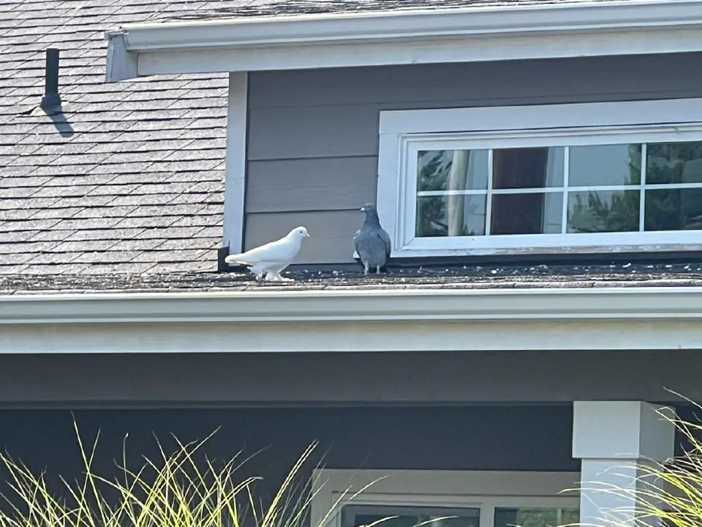 A normal gray pigeon and a white pigeon with white fluff on its legs. 