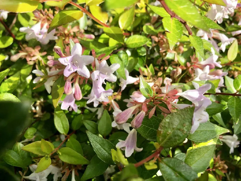 Small pink flowers in a bush 