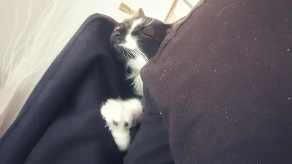Kitten somehow very comfortable wedged between my back and the back of the chair I’m sitting on.