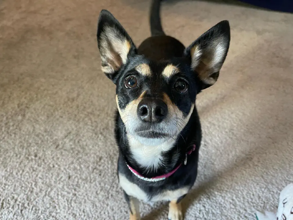 Close up of a very hopeful dog