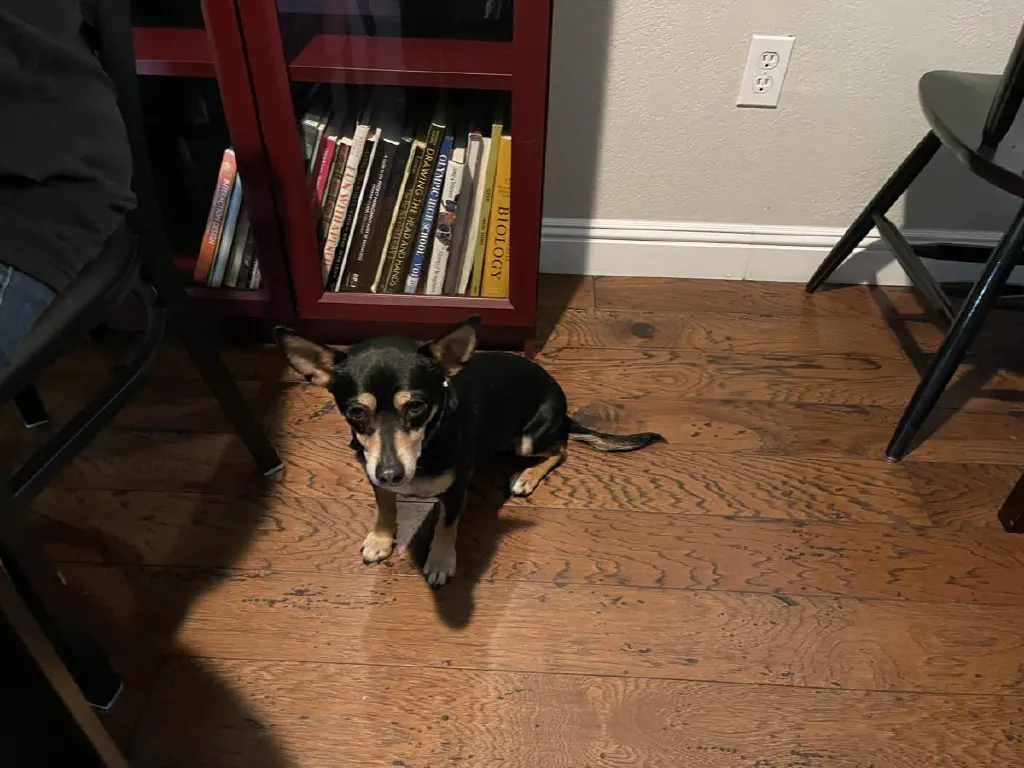 A black chihuahua mix dog looking sad and neglected to my right