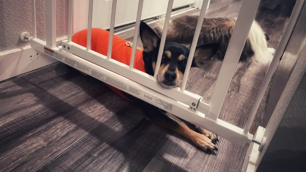 Small dog rests its head against the bars of a metal baby gate. 