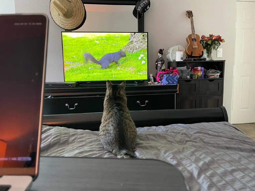 A cat closely watches a video aimed at entertaining cats, prominently featuring a squirrel