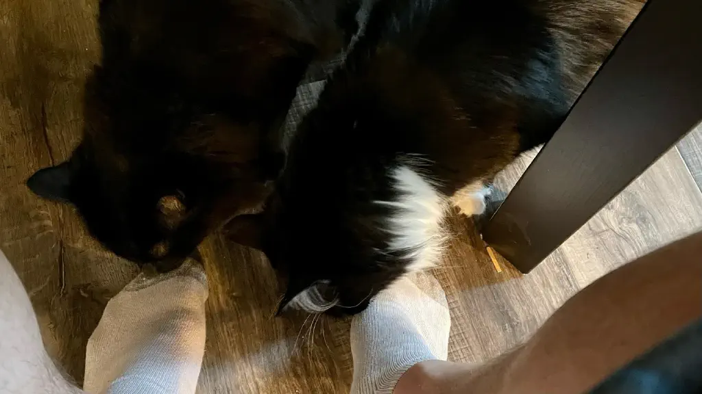 Two cats, each closely sniffing the socked feet of the person taking this picture