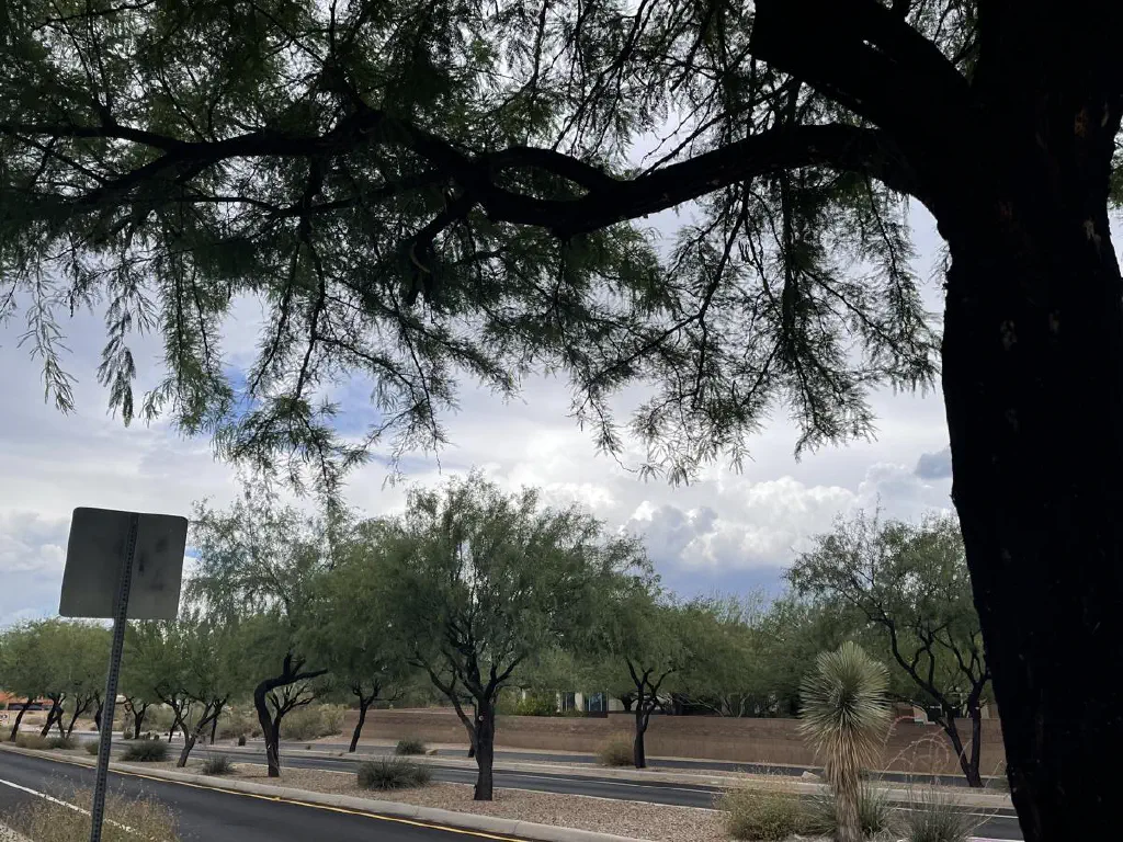 Overcast sky viewed through desert trees. 