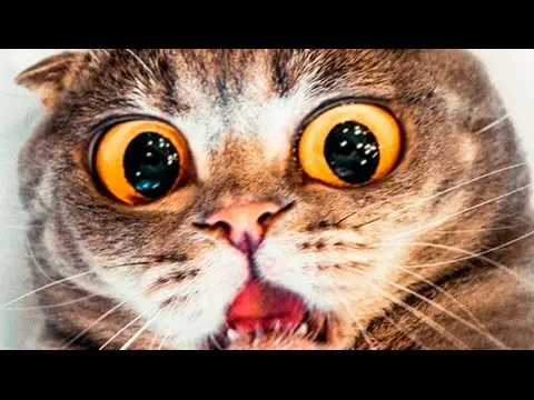 frightened cat with large eyes looking at viewer