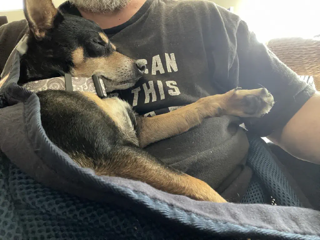 Black chihuahua mix dog naps absolutely zonked out while nestled in a baby sling worn by nerdy dude in a novelty t shirt