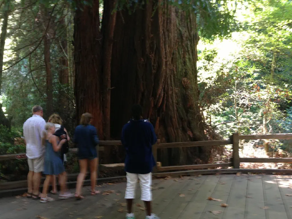 People staring at a forest of staggeringly large redwood trees