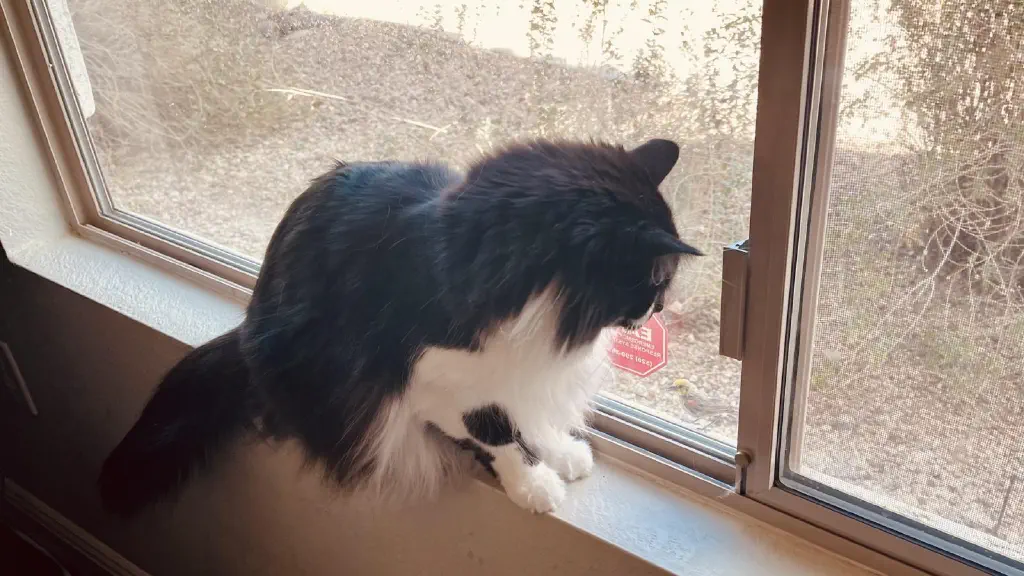 Cat on a windowsill, staring intently at a small bird immediately on the other side of the glass