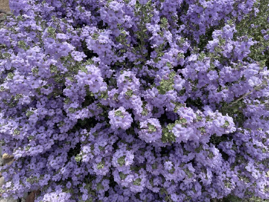 Angelonia plant covered in light purple blooms