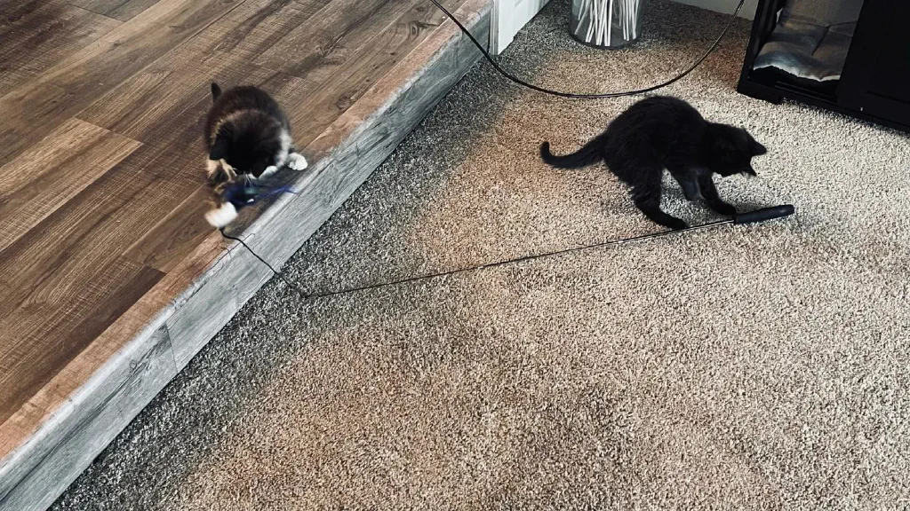 Kittens playing with a feather stick on the floor