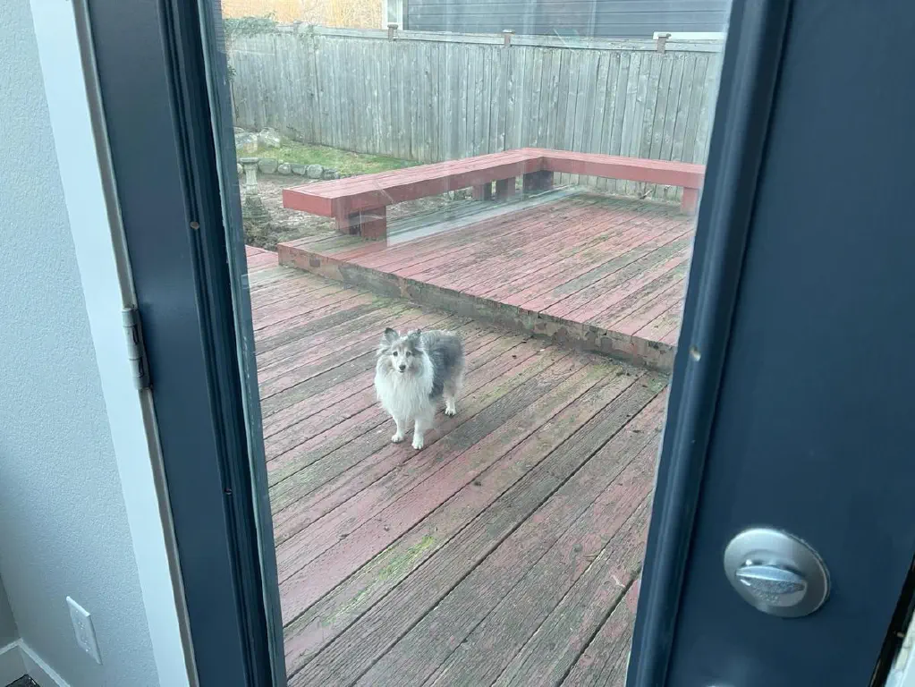 Sheltie staring accusingly through a glass door from the back porch