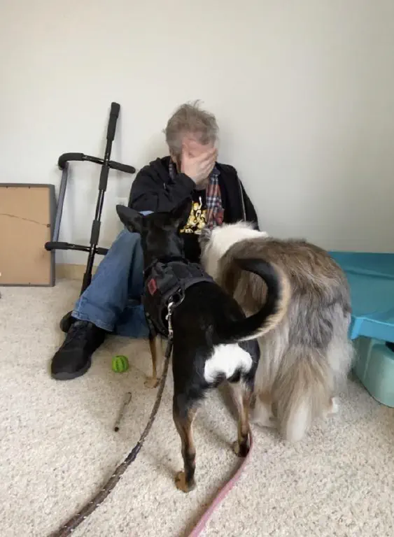Man facepalming on floor while dogs stand close and stare at him