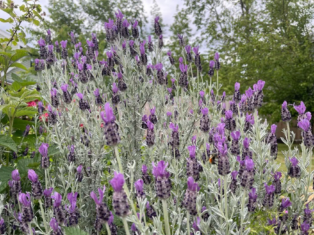 Lavender flowers being pollinated by bees