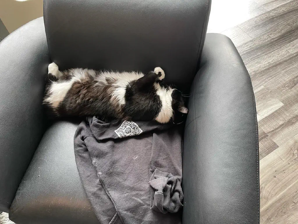Cat sleeping on his back in a black chair on top of a cat-hair-covered black hoody