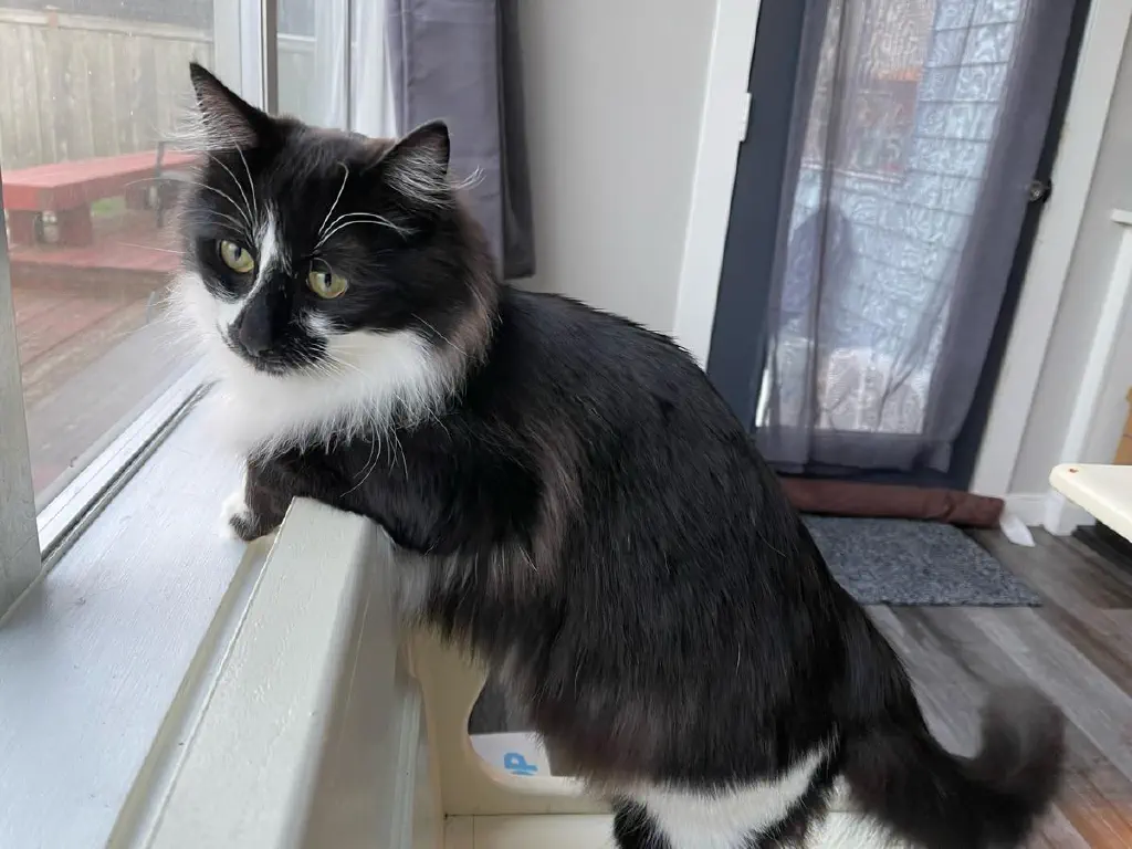 Cat leaning with forepaws resting on the back of a bench near the window, look outside in a very relaxed manner. 