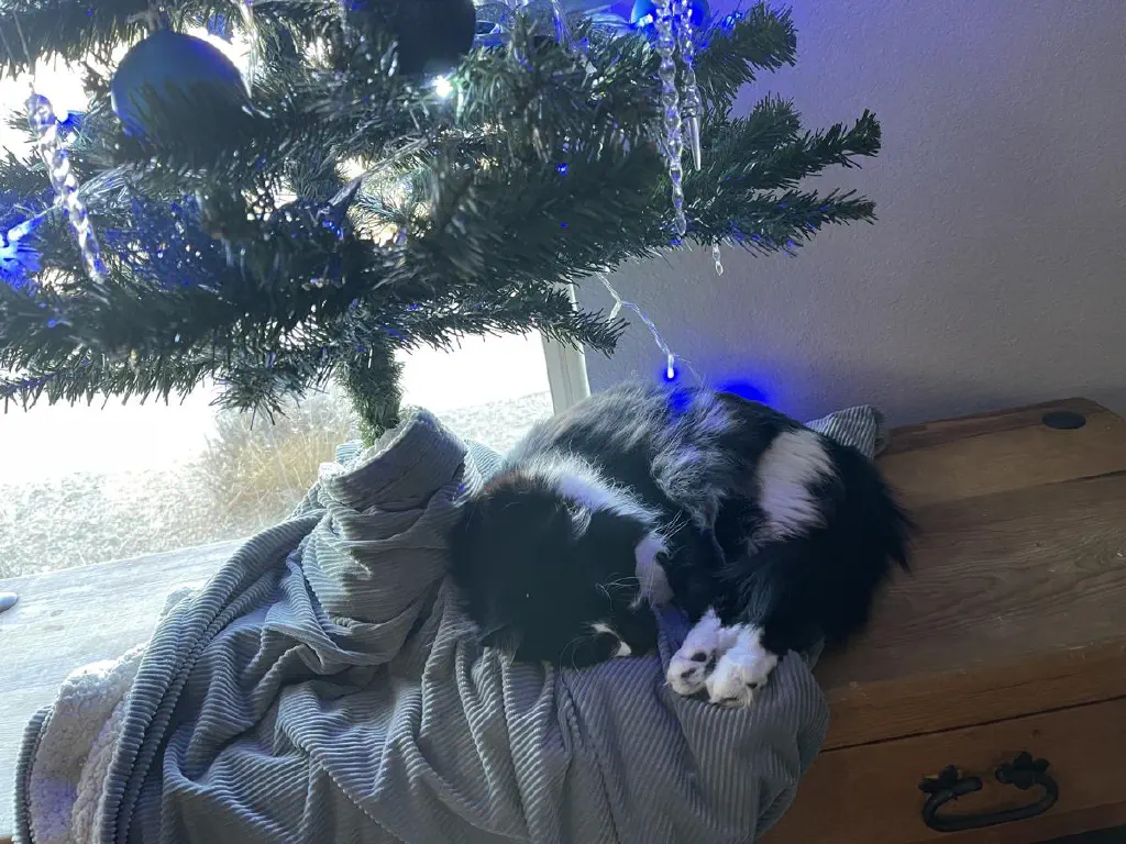 A cat curled up and sleeping comfortably under a Christmas tree