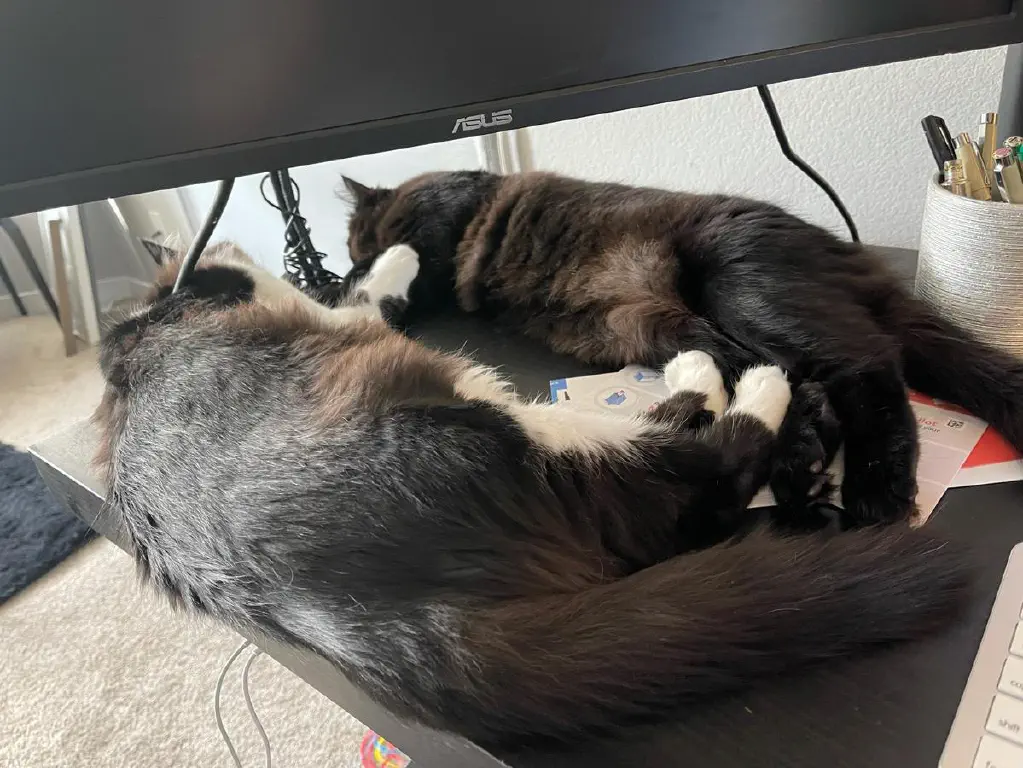 Cats stretched out napping on my desk