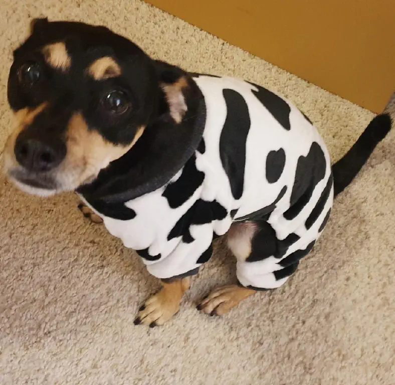 Black Chihuahua-Terrier dog looking dejected in a cow print sweater