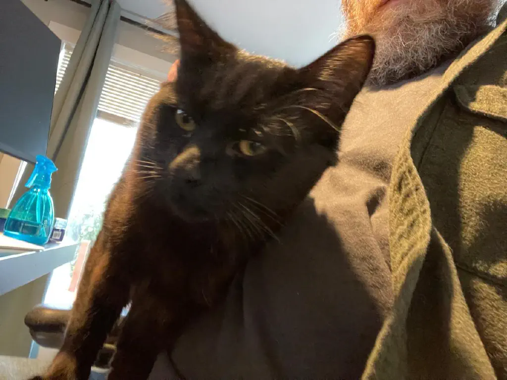 Black kitty rubbing up on my belly