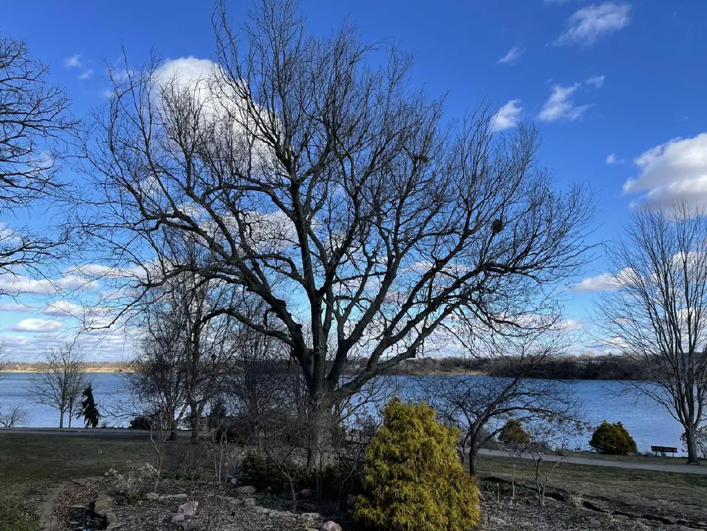 Leafless tree with lake and sky behind