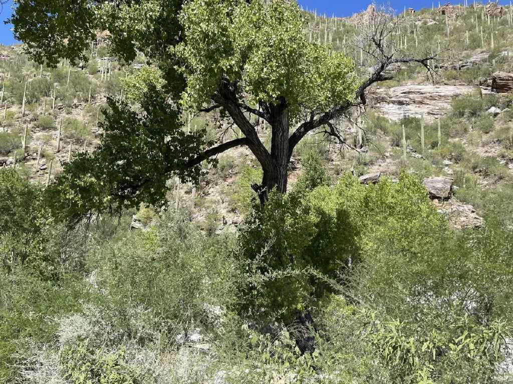 Gnarled tree with green leaves surrounded be greenery against a desert mountain slope