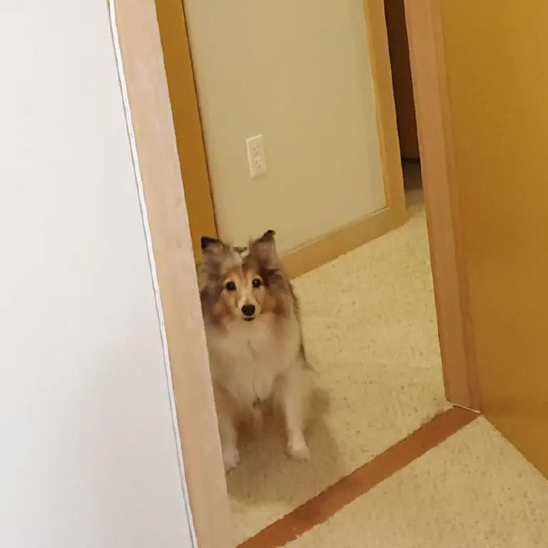 Indignant sheltie dog