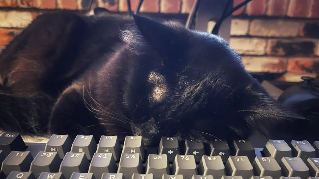 Black cat napping, with his head resting on the top edge of a computer keyboard