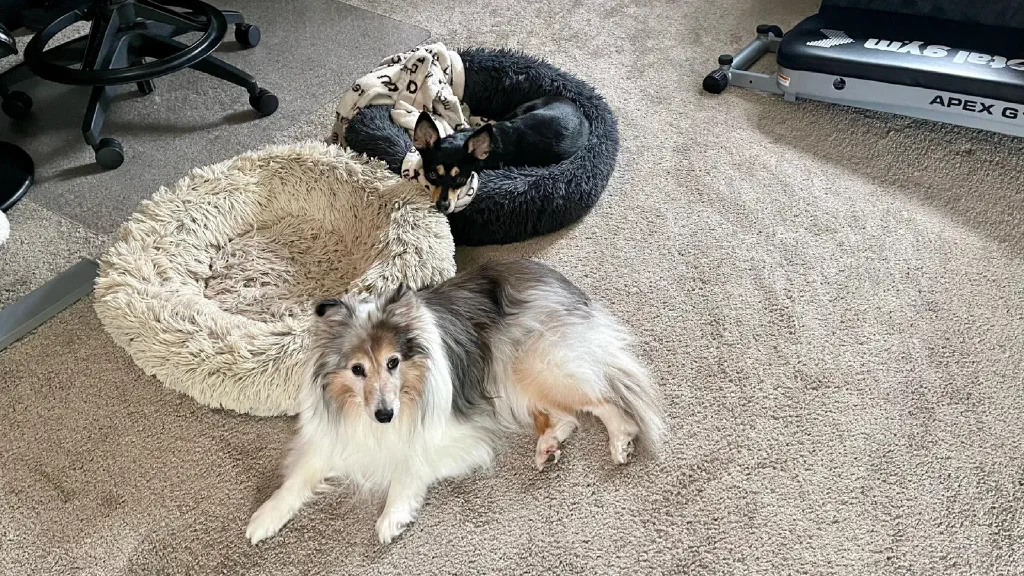 Two smallish dogs lying on carpeted floor, staring with some small degree of attentiveness at the camera. 