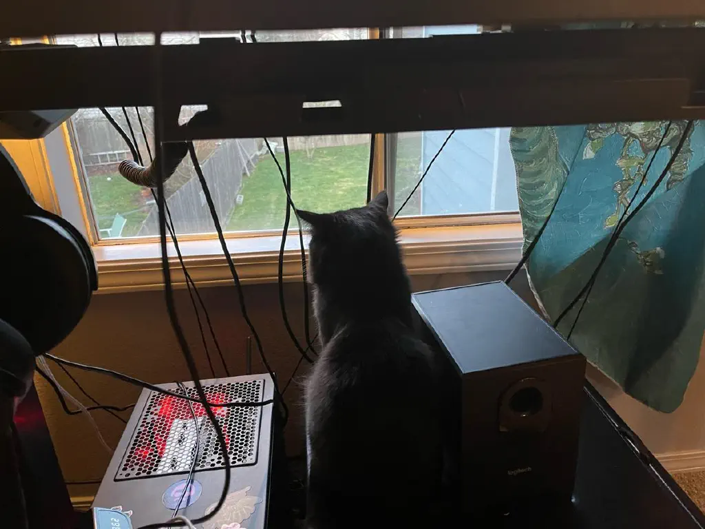 Cat seated under a desk near a window, looking through the window.
