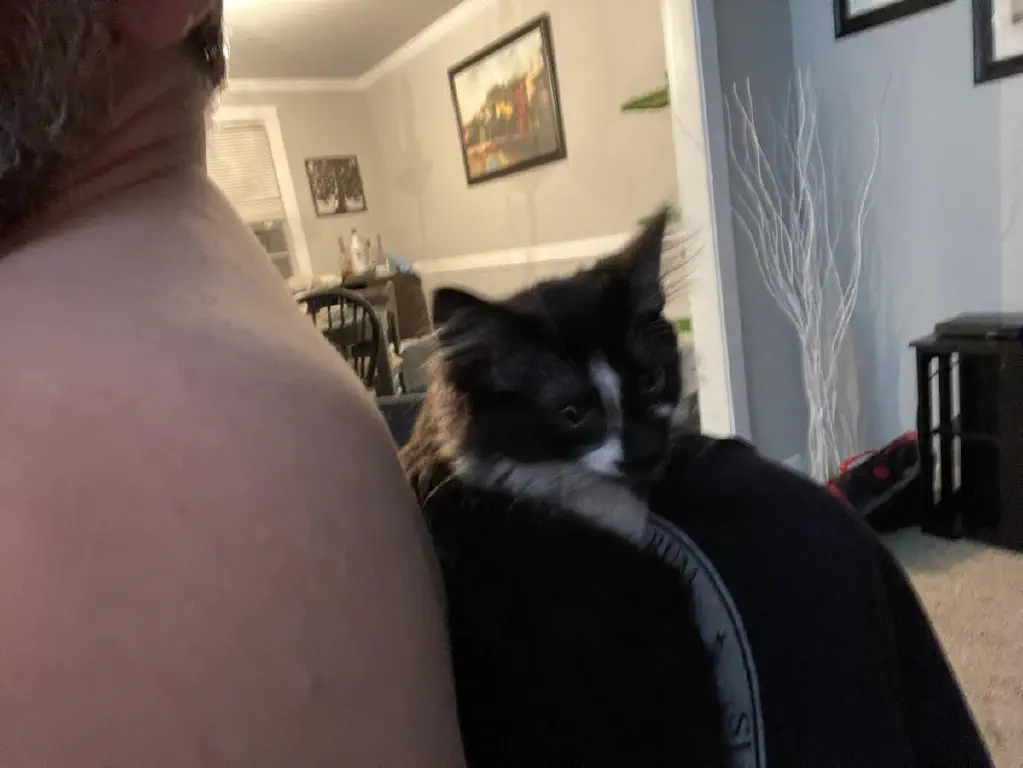 Small black and white kitten on chair behind my back, slightly annoyed because I moved to get a pic of him