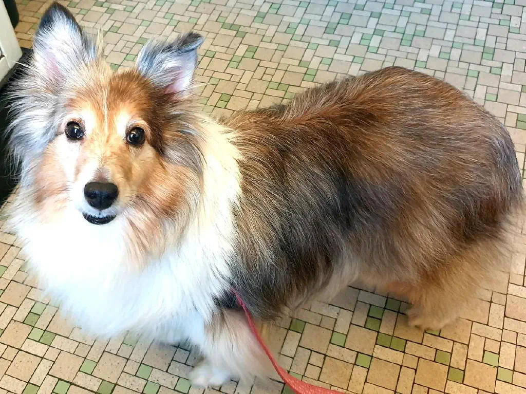 Startled-looking Sheltie dog