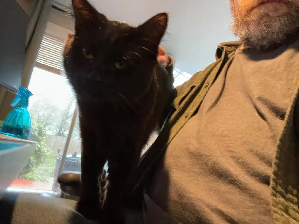 Black kitty getting rubbed by me