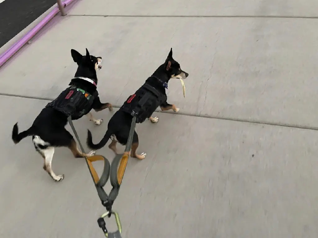 Two black chihuahua mix dogs on leash, excitedly walking while one holds a seed pod from a tree in his mouth, looking like a dog with a cigar maybe