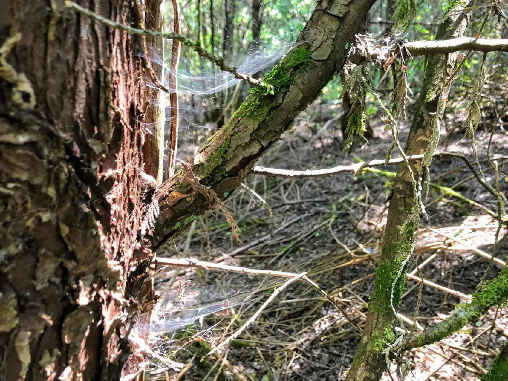 A spider neighborhood