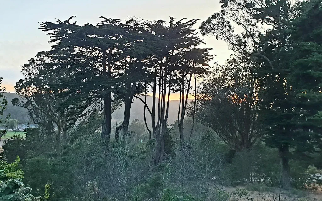 Trees against sunset in San Francisco&rsquo;s Presidio