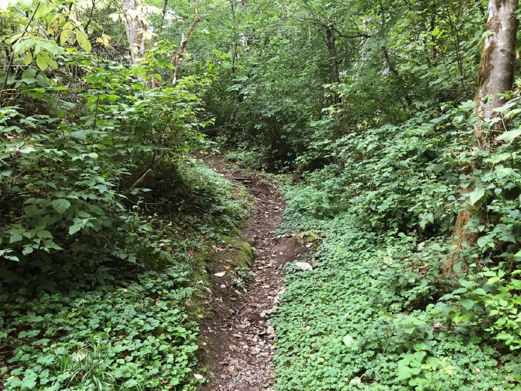 cover-cougar-mountain