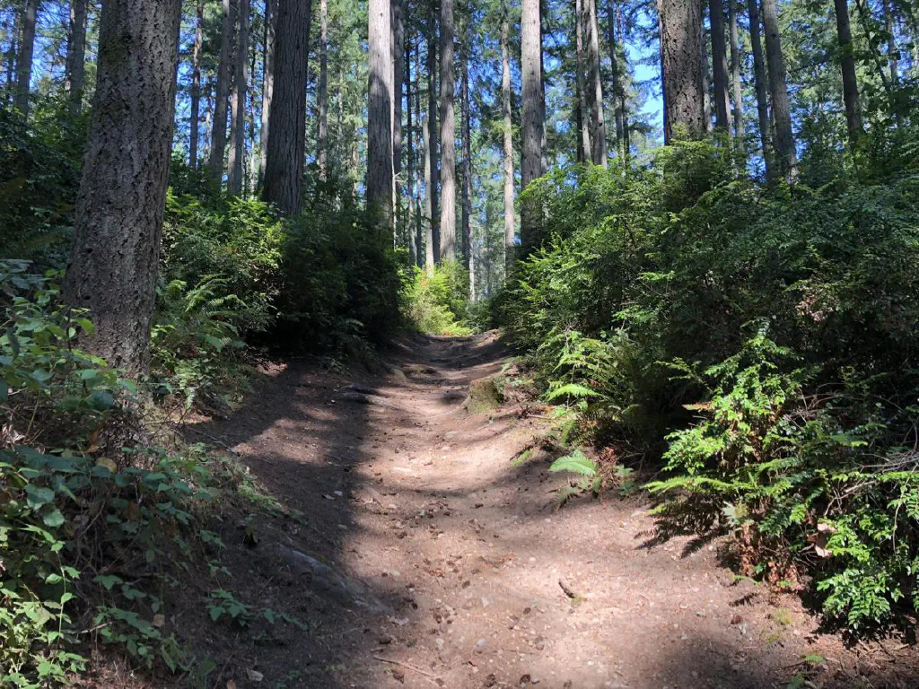 cover-island-center-forest