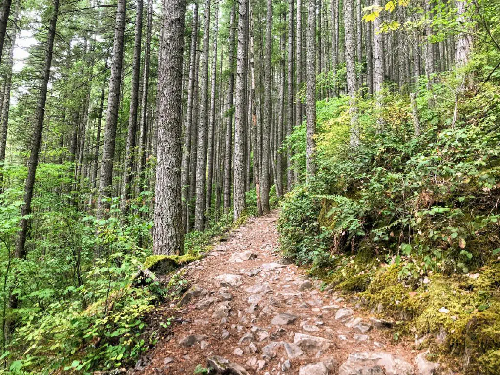 A rather rocky trail through the trees