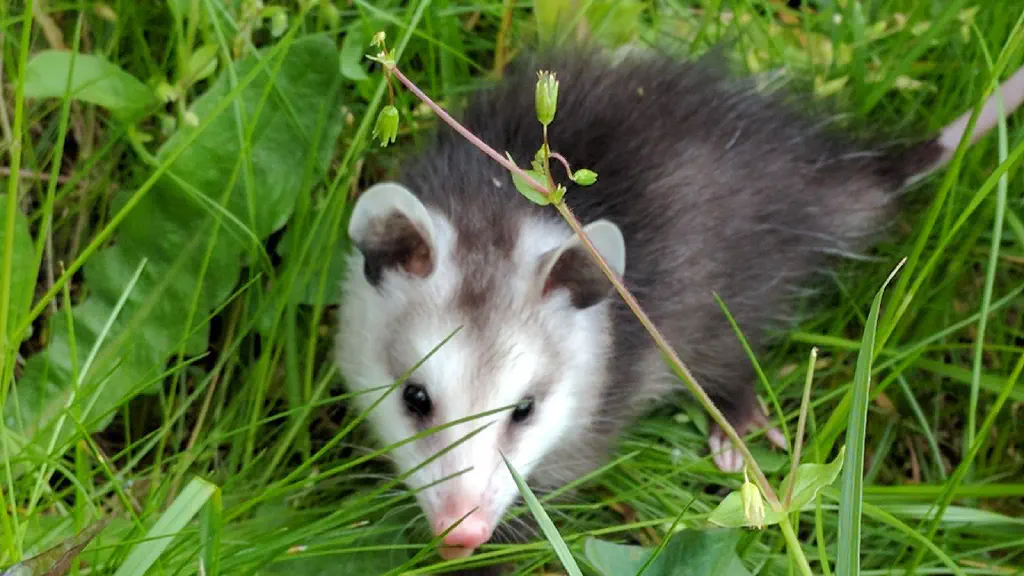 a baby opossum