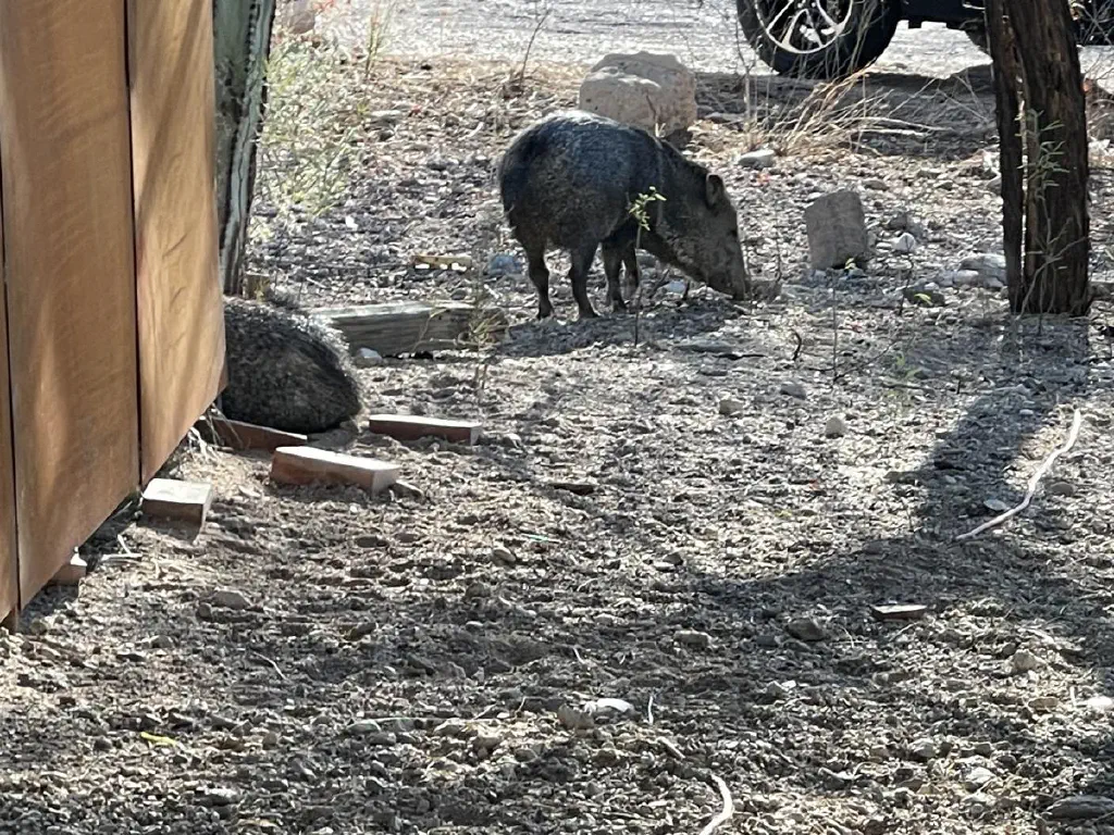 A javelina, which looks like a wild pig, rooting among rocks and roots, as a resting javelina’s posterior is also visible
