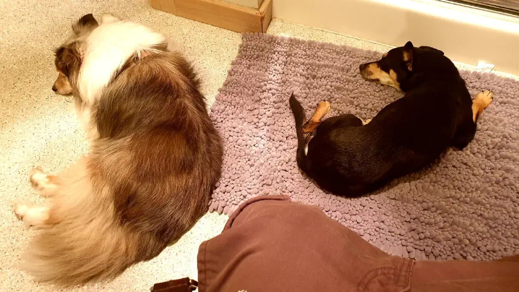 Two small dogs resting at my feet while I am clearly on the toilet.