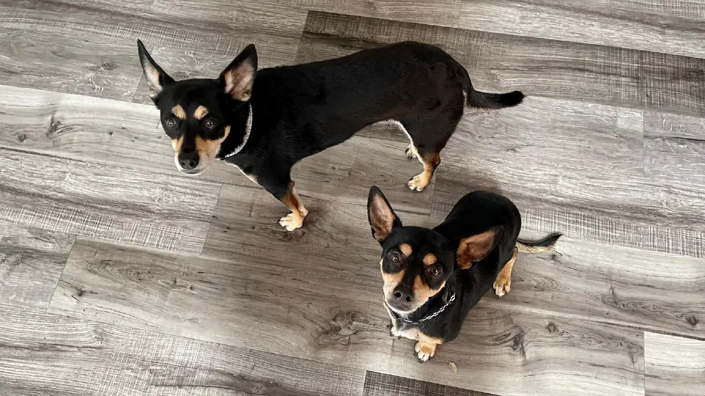 Two nearly identical small black and brown chihuahua mix dogs look up at the camera 