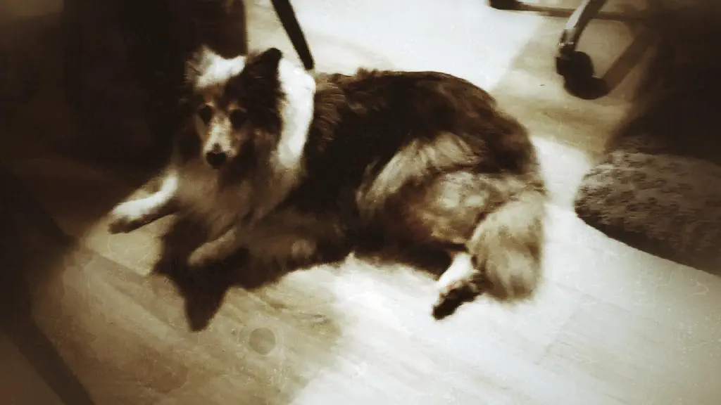 High contrast sepia tone image of disapproving sheltie