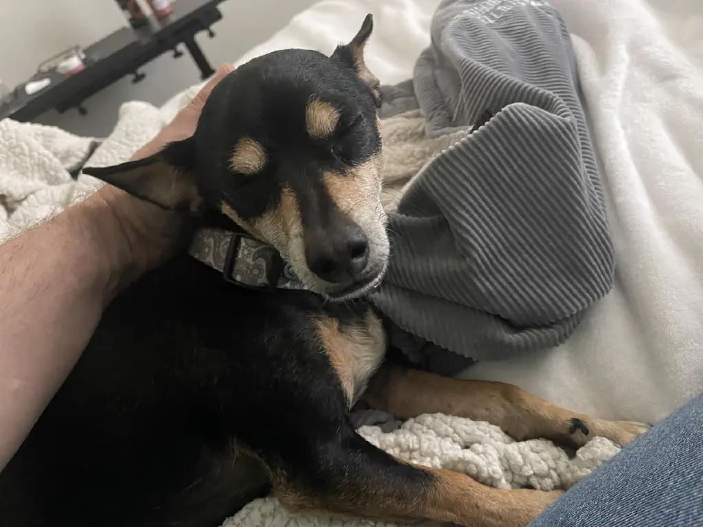 Extremely contented black chihuahua mix dog getting skritches on a bed