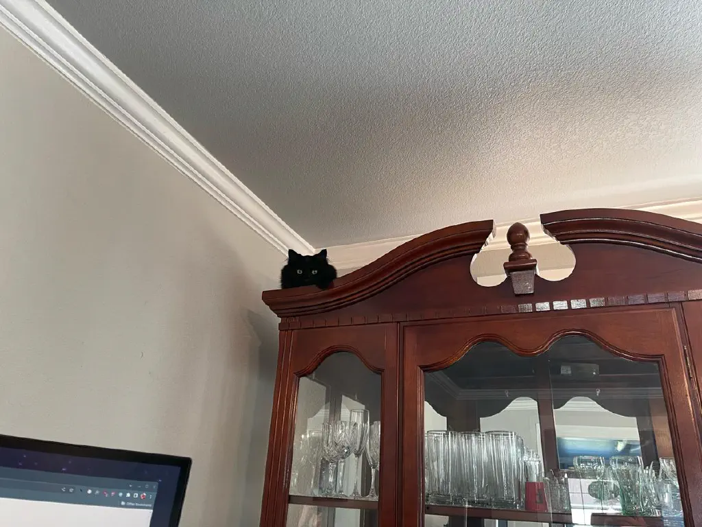 Head of a black cat peering down at you from the top of a china cabinet. 