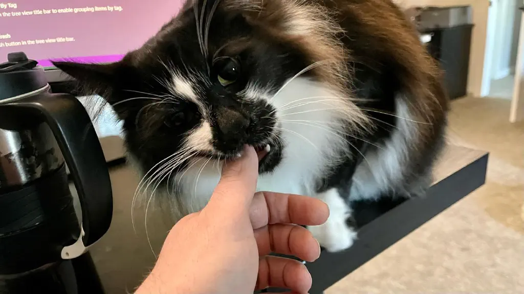 A cat gently nibbles on my thumb